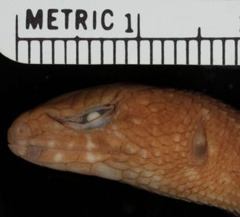 Media type: image;   Herpetology R-14632